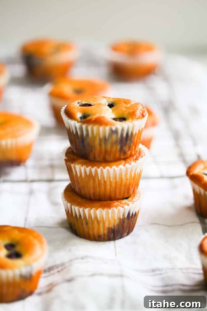Low-Carb Lemon Blueberry Blender Muffins - Easy, Healthy, Gluten-Free, 136 Calories A vibrant display of multiple Low-Carb Lemon Blueberry Blender Muffins, ready to be enjoyed.