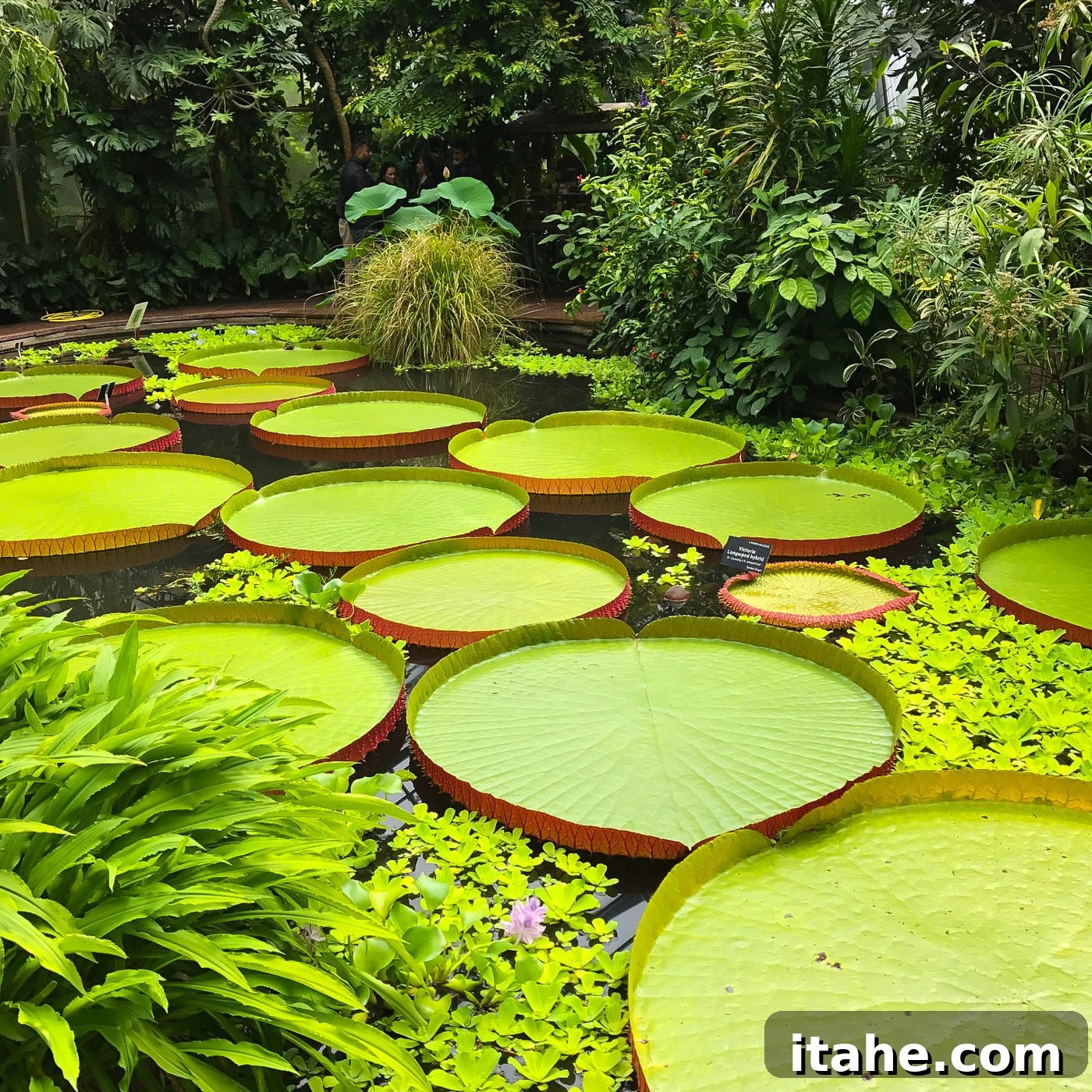 A stunning giant water lily floating gracefully in an Edinburgh park pond