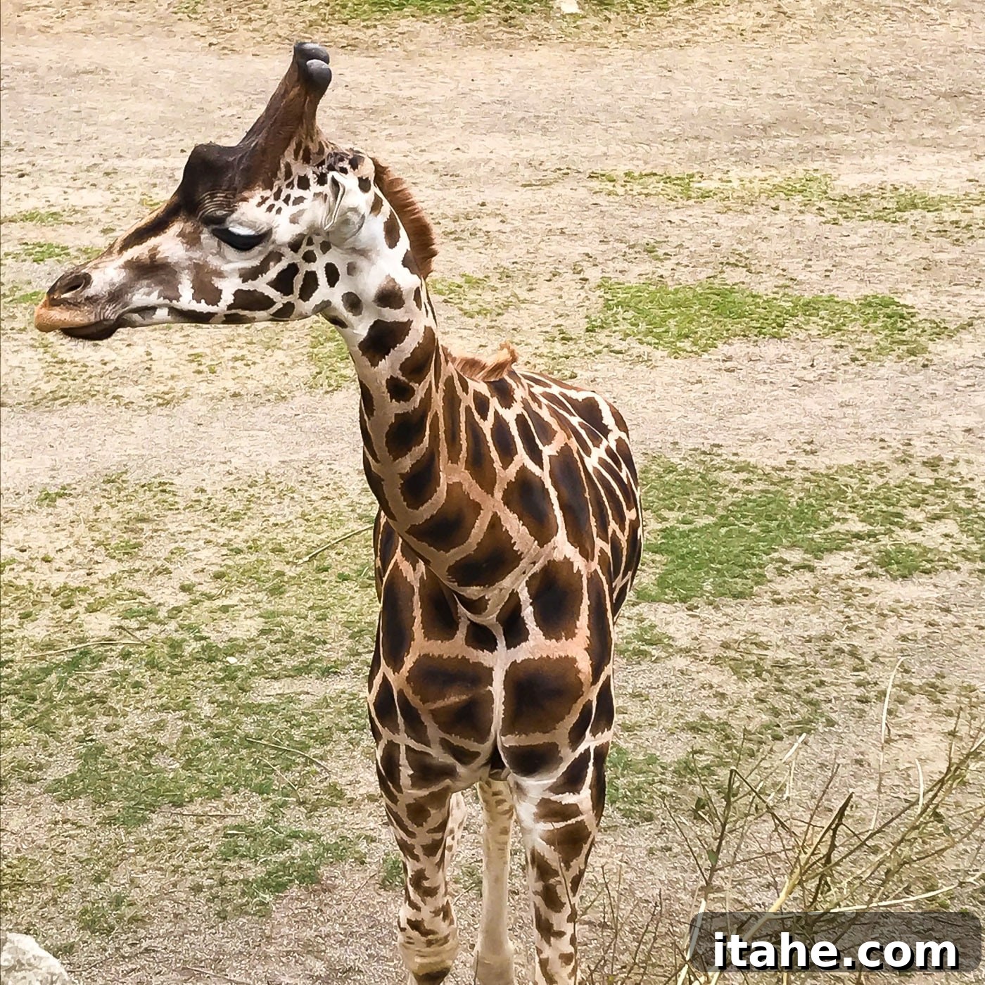 A graceful giraffe gazing intently at the Dublin Zoo