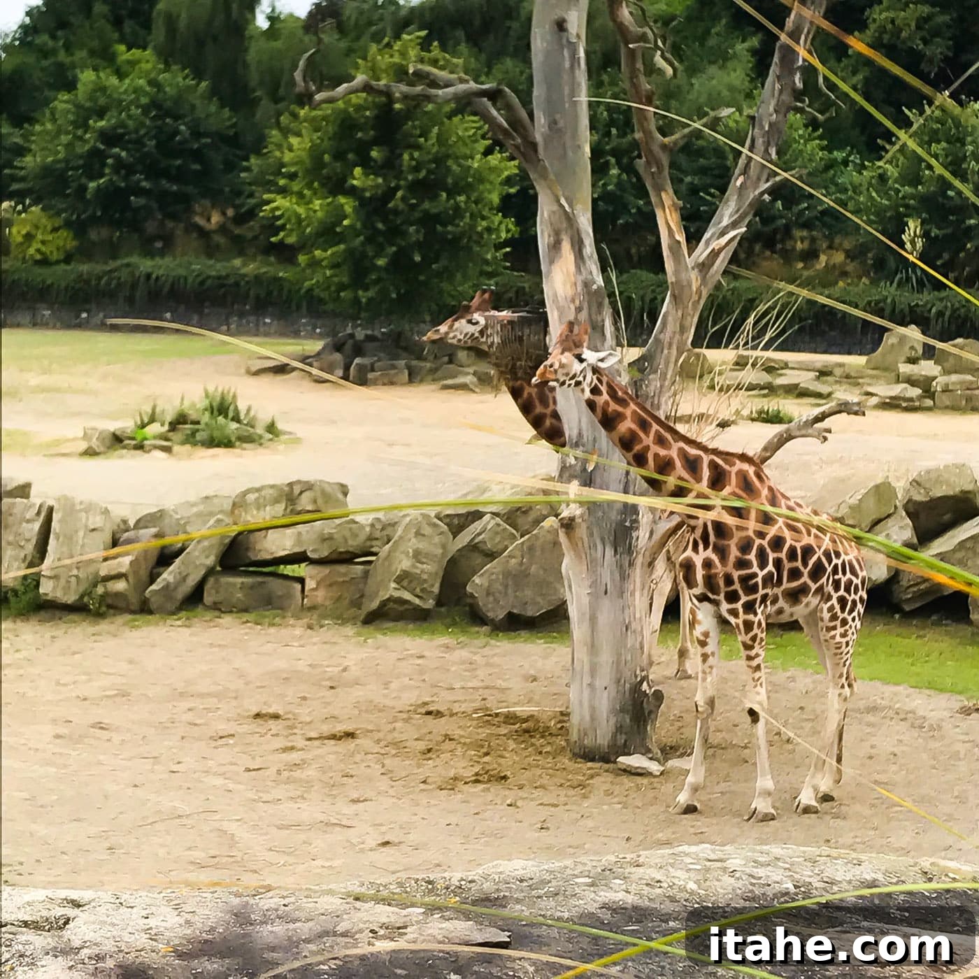 A stunning view of a giraffe amidst its habitat at the Dublin Zoo