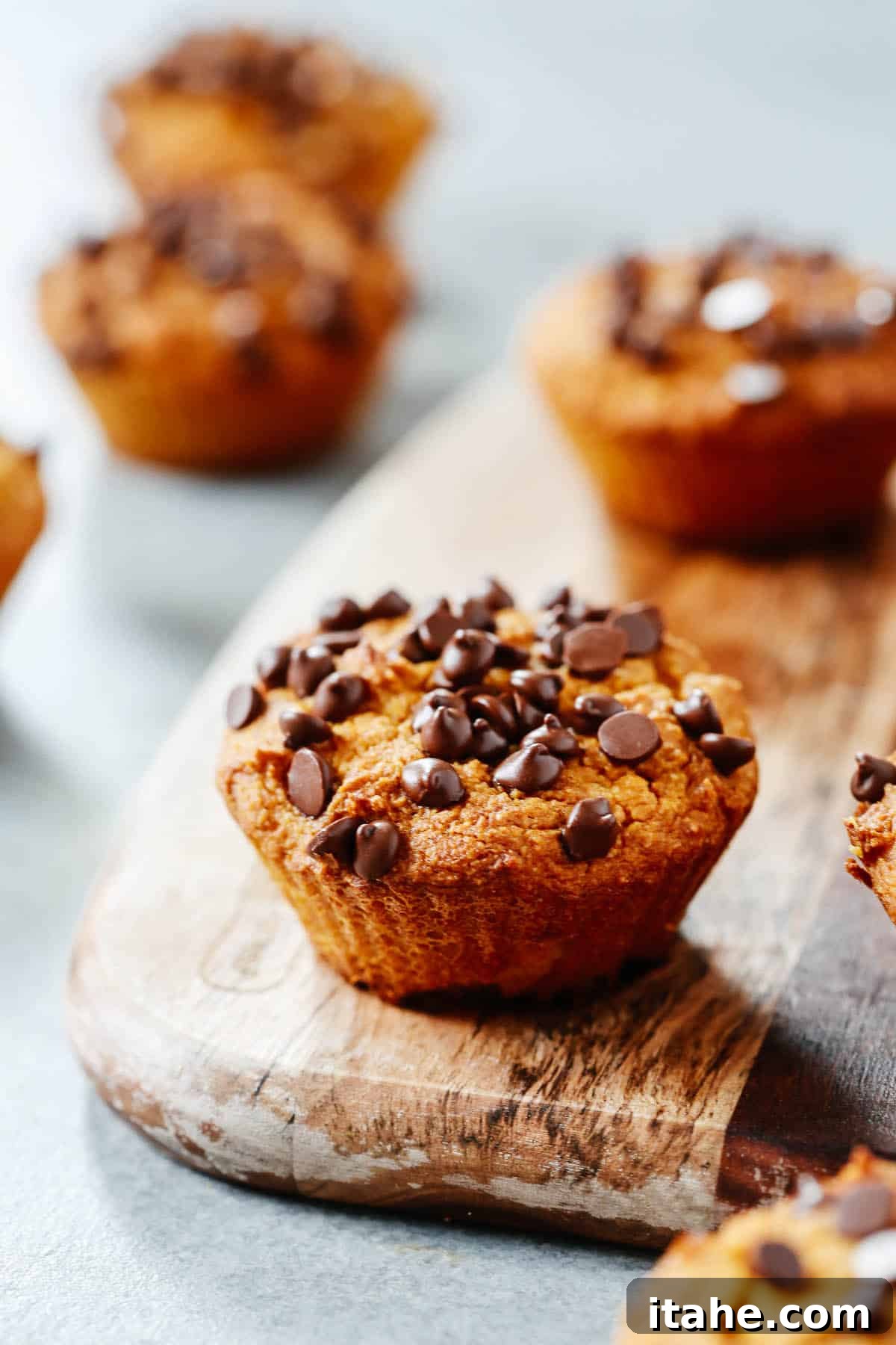 Close-up of a perfectly baked healthy pumpkin chocolate chip muffin, showcasing its moist interior and chocolate chips.